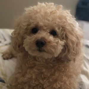 Meet your Posher, Lika